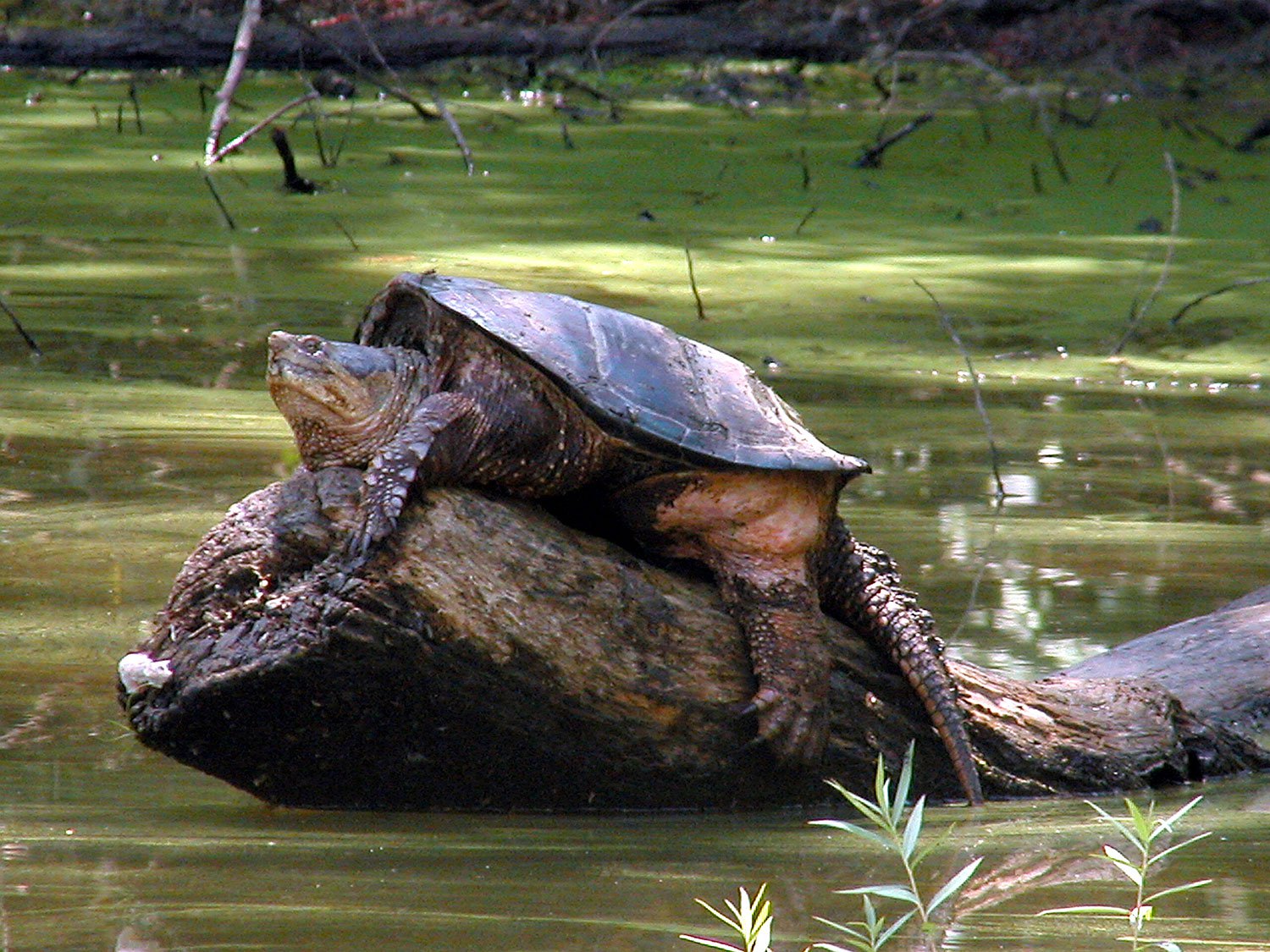 How to Clean a Snapping Turtle